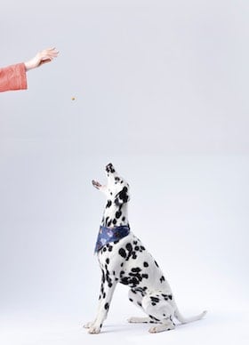 dog eating a treat