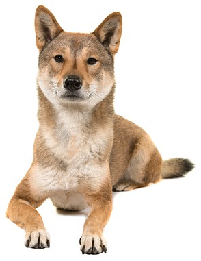 Shikoku dog facing camera