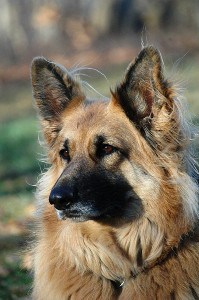King Shepherd dog