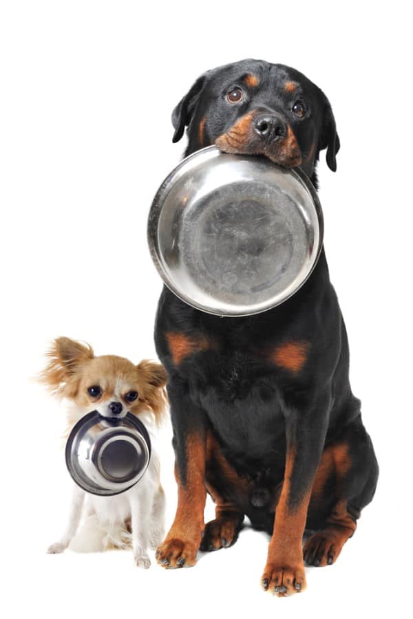 hypoallergenic dog food 2 Rottweiler chihuahua and food bowl