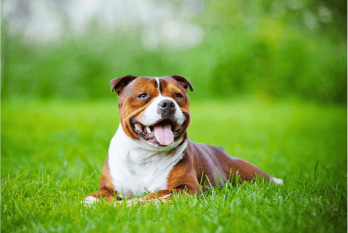 Staffordshire bull terrier lying down