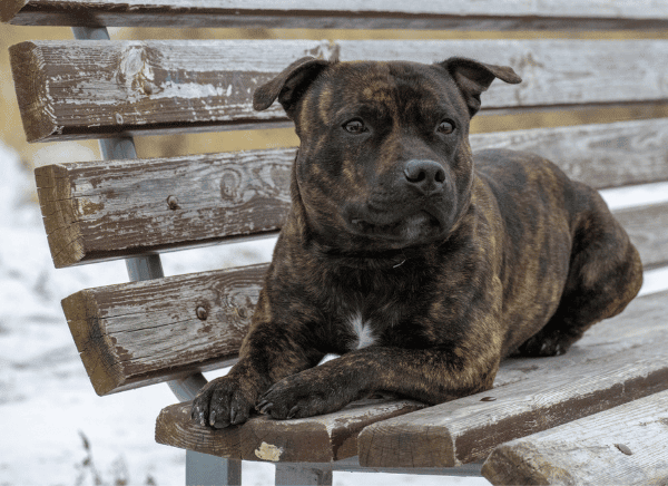 Staffordshire bull terrier on the bench