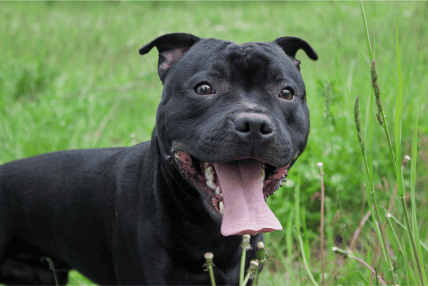 Staffordshire bull terrier puppy with tongue out